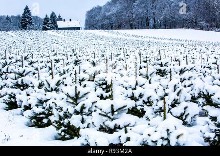 Baumschule für Weihnachtsbäume im Winter, Elfringhauser Schweiz, Hattingen, Nordrhein-Westfalen, Deutschland Stockfoto