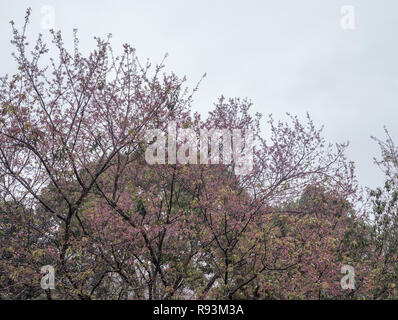 Kirschblüte Baum blüht mit den leichten Nebel am frühen Morgen auf dem hohen Berg. Stockfoto