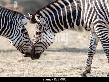 Crawshay der Zebras (Equus quagga crawshayi), von Angesicht zu Angesicht, South Luangwa National Park, Sambia Stockfoto