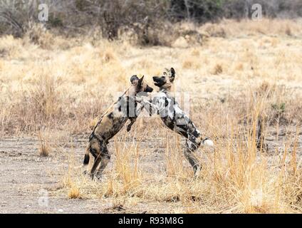 Ein paar Afrikanische Wildhunde (Lycaon pictus), mock Kämpfen und Geselligkeit, South Luangwa National Park, Sambia Stockfoto