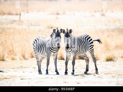 Paar junger Crawshay Zebras (Equus quagga) crawshayi Gesicht zur Kamera, stehend im Grünland Stockfoto