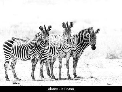 Auf die Kamera konfrontiert, Trio der jungen Crawshay Zebras (Equus quagga crawshayi), South Luangwa National Park, Sambia Stockfoto