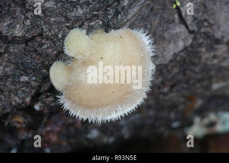 Haarige Halterung Pilz Trametes hirsuta Stockfoto