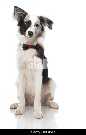 Junge Border Collie Hund auf weißem Hintergrund Stockfoto