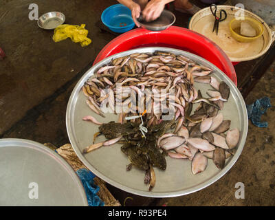 Kann Hallenbad City Market Tho Verkauf von frischem Fisch Produkte, lebende Frösche und Aale Mekong Delta Vietnam Asien Stockfoto