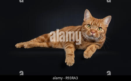 Adorable junger Erwachsener rot gestromte Kurzhaar Katze, zur Festlegung der Seite weisen mit Pfoten über den Rand hängen. Suchen am Objektiv mit gelb/grüner Ey Stockfoto