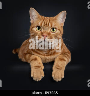 Adorable junger Erwachsener rot gestromte Kurzhaar Katze, zur Festlegung mit den Vorderpfoten über den Rand hängen. Auf Objektiv mit gelb/grüne Augen. Isolat Stockfoto