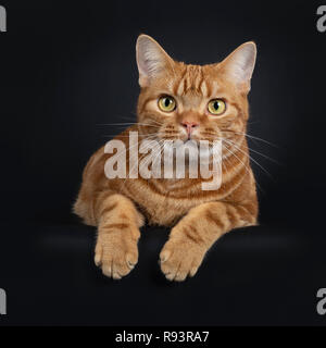 Adorable junger Erwachsener rot gestromte Kurzhaar Katze, zur Festlegung mit den Vorderpfoten über den Rand hängen. Auf Objektiv mit gelb/grüne Augen. Isolat Stockfoto