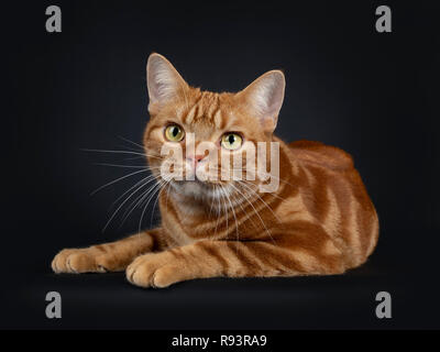 Adorable junger Erwachsener rot gestromte Kurzhaar Katze, zur Festlegung. Auf Objektiv mit gelb/grüne Augen. Auf einem schwarzen Hintergrund. Stockfoto