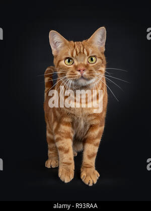 Adorable junger Erwachsener rot gestromte Kurzhaar Katze, stehend Vorderansicht. Auf Objektiv mit gelb/grüne Augen. Auf einem schwarzen Hintergrund. Stockfoto