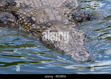 Ein Nilkrokodil, der als einer der effizientesten Afrikas Jäger und ein gefährliches Raubtier. Stockfoto