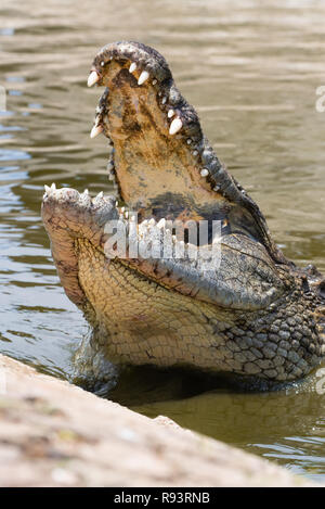 Ein Nilkrokodil, der als einer der effizientesten Afrikas Jäger und ein gefährliches Raubtier. Stockfoto