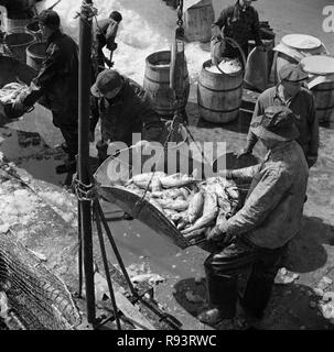 Fulton Fish Market dock Stauer entladen und mit einem Gewicht von Fischen in den frühen Morgen. New York, New York. Circa 1943. Foto: Gordon Parks/FSA diese Archivierung Drucken ist in folgenden Größen erhältlich: 8" x 10' $ 15,95 w/KOSTENLOSER VERSAND 11' x 14' $ 21.95 w/KOSTENLOSER VERSAND 16' x 20' 59,95 $ w/KOSTENLOSER VERSAND 20' x 24' $ 99,95 w/KOSTENLOSER VERSAND * die Amerikanische Fotoarchiv Wasserzeichen nicht auf dem Ausdruck erscheinen. Stockfoto