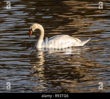 Schwäne am Swan Heiligtum am Ufer des Flusses Severn in Worcester, Großbritannien Stockfoto