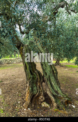 Weltlicher Olivenbaum in einem alten Olivenhain. Bisceglie, Provinz Barletta-Andria-Trani, Apulien, Italien, Europa Stockfoto