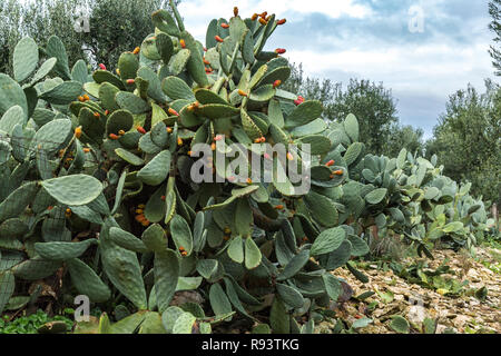 Gebüsch von feigenkakteen Stockfoto