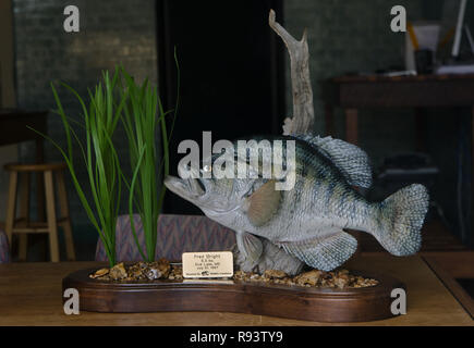 Die weltweit größte Crappie - 5 lbs, 3 Unzen - wurde im Wasser Tal, Mississippi gefangen. Stockfoto