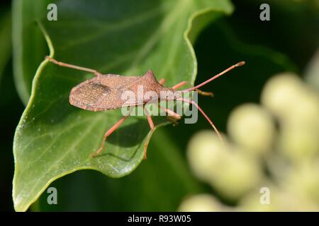 Gonocerus acuteangulatus, Bug () auf Efeu Blätter in einem Garten, Wiltshire, UK, September. Ein national gefährdeten Arten, jetzt die UK-Bereich. Stockfoto