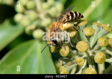 Ivy Biene (Colletes hederae) Fütterung auf Efeu (Hedera helix) in einer Hecke, UK, September. Stockfoto