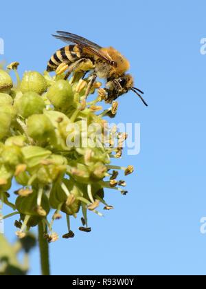 Ivy Biene (Colletes hederae) Fütterung auf Efeu (Hedera helix), Wiltshire, UK, September. Stockfoto