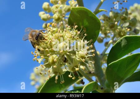 Honigbiene (Apis mellifera) Fütterung auf Efeu (Hedera helix), Wiltshire, UK, September. Stockfoto