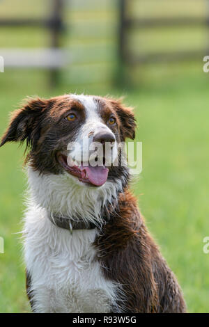 Border Collie warten in Erwartung Stockfoto
