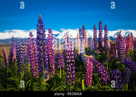 Der malerischen MacKenzie District, South Island, Neuseeland Stockfoto