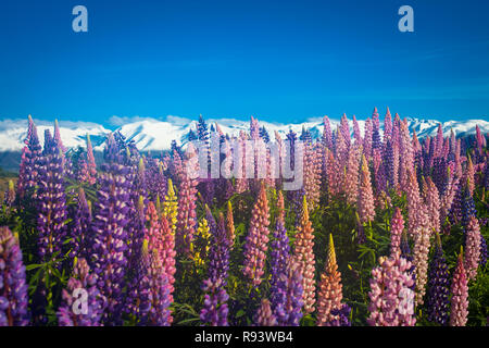 Der malerischen MacKenzie District, South Island, Neuseeland Stockfoto