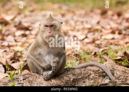 Long-tailed Makaken (Macaca fascicularis) sitzt auf einem Baum Wurzel Stockfoto