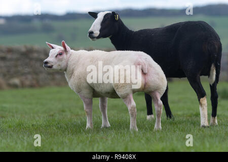 Beltex Lamm auf einem Zwartble Ewe, als Embryo Transplant geboren. Co Durham, UK. Stockfoto