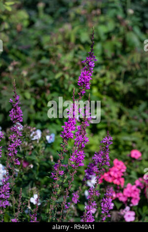 Bunte outdoor Natur Nahaufnahme floralen Bild von einem Feld von blutweiderich in einem Garten an einem Sommertag mit natürlichen unscharfen Hintergrund Stockfoto