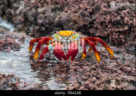 Sally Lightfoot Crab (Grapsus grapsus), Marsh Krabben Familie (Grapsidae), die Insel Isabela, Galapagos, Ecuador Stockfoto