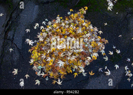 Ahorn (lat. Acer) Herbst Laub, Blätter. Ahorn (lat. Acer) Herbstlaub, Blaetter. Stockfoto