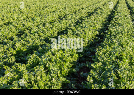 Reihe von sellerie Pflanzen wachsen in muck Feld, Feld, Sellerie Sellerie Anbau, grüne Blätter Stockfoto