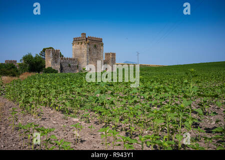 Die verlassenen Stein Aguzaderas Schloss in El Coronil, Spanien, eine Burgruine aus dem 14. Jahrhundert Morrish schloss, ruht in einem Feld mit Sonnenblumen in einer wolkenlosen, Summe Stockfoto