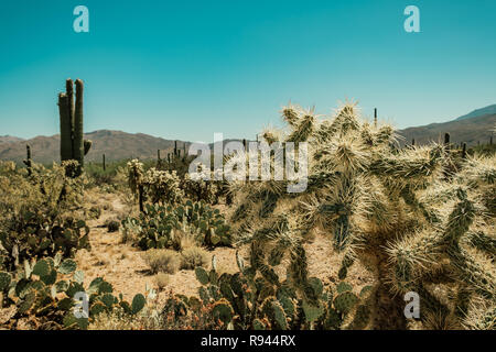 Eine Vielzahl von Kakteen Arten, Cholla Cactus, Feigenkakteen, Saguaro Cactus in der Sonora Wüste im Saguaro National Park in Tuscon, Arizona, USA