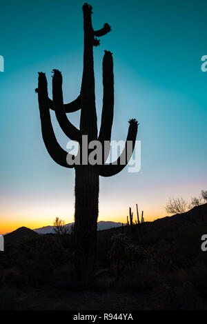 Silhouette des gigantischen Saguaro Kaktus bei Sonnenaufgang oder Sonnenuntergang in der Sonora Wüste im Saguaro National Park in Tuscon, Arizona, USA Stockfoto