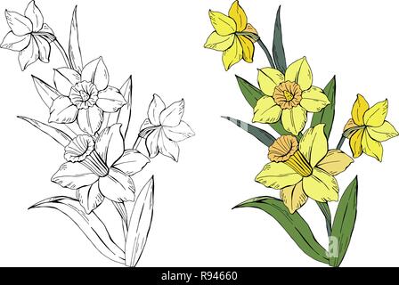 Satz von verschiedenen Blumen Blumenstrauß gelbe Narzissen, farbig und schwarzweiß, auf weißem Hintergrund, Vektor handgezeichnete Abbildung Stock Vektor