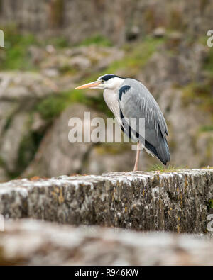 Graureiher (Ardea cinerea) ruht auf einer Wand an Cahir Castle Cahir, Tipperary, Irland Stockfoto