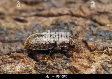 Minute baum Pilz Käfer in der Familie Ciidae Baumstamm entlang zu kriechen. Tipperary, Irland Stockfoto