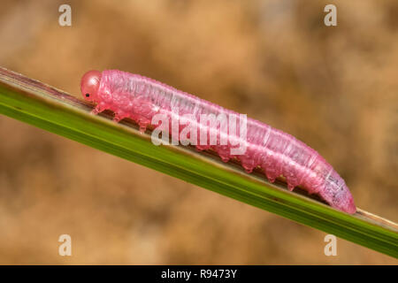 Sawfly Larve bis kriechend Grashalm. Tipperary, Irland Stockfoto