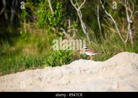 Ein erwachsener Killdeer (Charadrius vociferus) bei Assateague Island National Seashore, Maryland Stockfoto