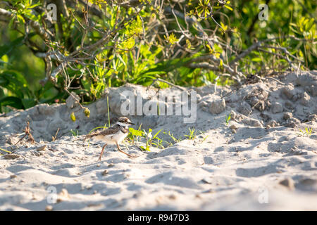 Ein Killdeer Küken (Charadrius vociferus) läuft über den Sand bei Assateague Island National Seashore, Maryland Stockfoto