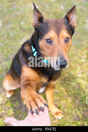 Ein Schäfer/Terrier Mischling Hund mit der Pfote für einen Handshake Stockfoto