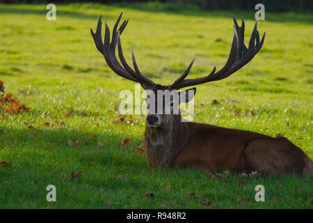 Männliche Rotwild Hirsch an Knepp Immobilien Horsham West Sussex Stockfoto