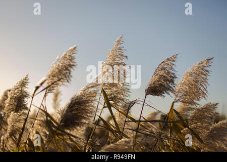 Weiches Licht winter Riverside feather Schilf Stockfoto