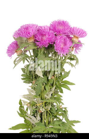 Blumen von centaurea dealbata isoliert auf eine weiße, Nahaufnahme Stockfoto