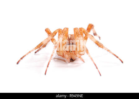 Weibliche Spinne Kreuzritter (Araneus Diadematus) isoliert auf weiss. Close-up Stockfoto