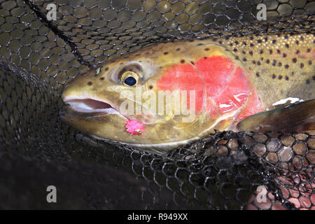 Frisch gefangener Steelhead Forelle in einem Netz mit rosa Köder Im Mund Nahaufnahme Stockfoto