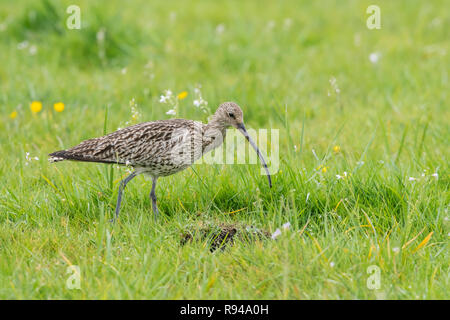 Grosser Brachvogel, Numenius arquata, Eurasian Curlew Stockfoto